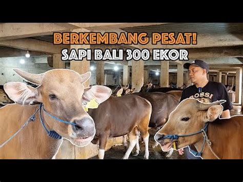 REKOR SAPI BALI TERBANYAK DI KANDANG TINGKAT PERTUMBUHAN CEPAT