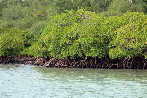 Hutan Bakau - Pengertian, Sebaran, Peran & Kondisi Mangrove