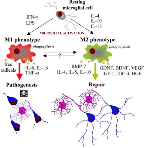 Figure 1 From Role Of Purinergic Signalling In Neuro Immune Cells And