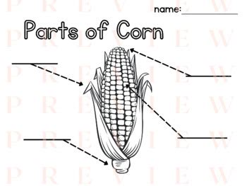 Corn Labeling Writing Phonics Parts Of A Fall Thematic Farm