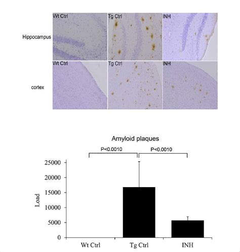 INH decreases Aβ plaques in the brains of APP PS1 mice The