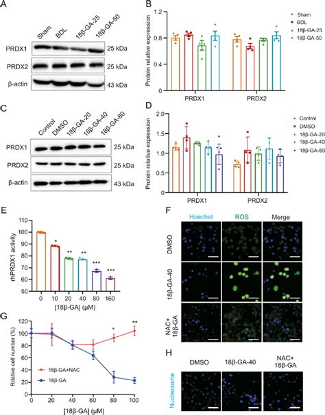 B Ga Inhibited Antioxidant Activities Of Target Proteins A