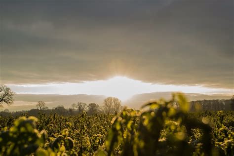 Free Images Landscape Tree Nature Horizon Light Cloud Sky Sun