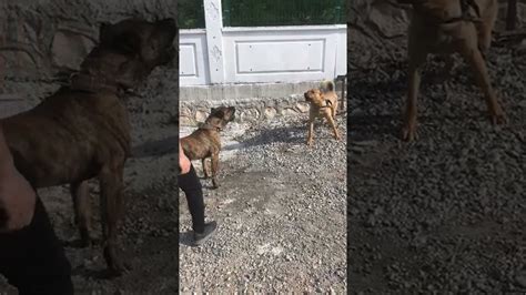 Pitbull VS Presa Canario YouTube