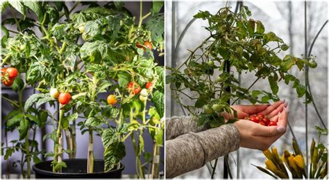 Clever Ways To Grow Tomatoes Through Winter Tomato Bible