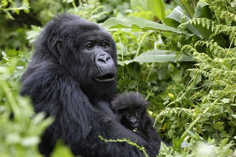 Bespoke Gorilla Trekking Safaris in Africa | Gorilla Photography ...