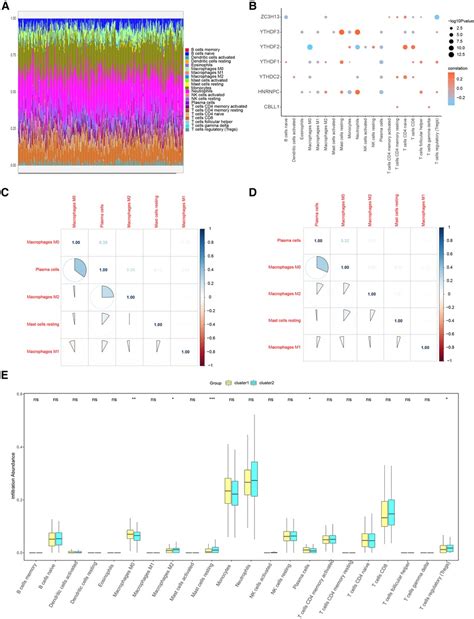 Frontiers Significance Of RNA N6 Methyladenosine Regulators In The