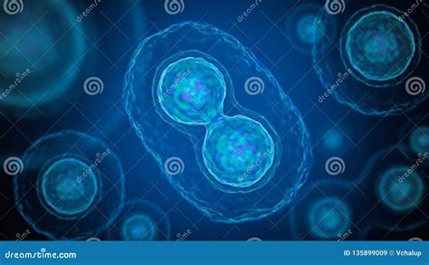 Mitosis Cell Division Stages Cartoon Vector 212940379