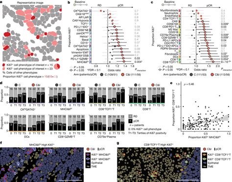 Proliferative Fractions Of Cancer And Tme Cell Phenotypes Predict