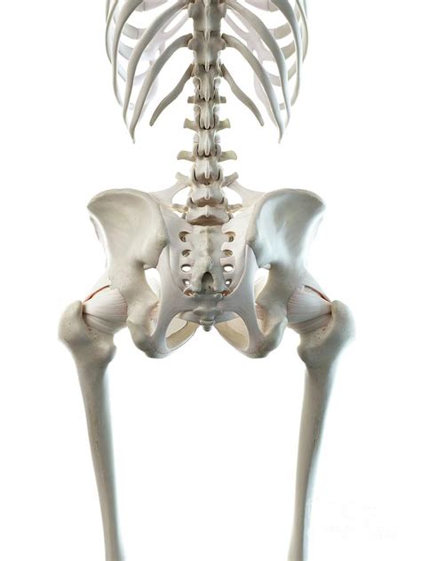 Female Hip Bones By Sebastian Kaulitzki Science Photo Library