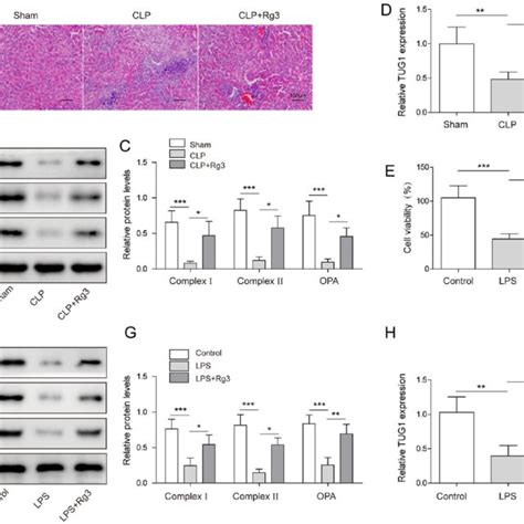 LncRNA TUG1 Was Involved In Sepsis Induced Liver Injury And