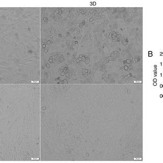 Viability Of BMSCs And ADSCs Under Different Culture Conditions A