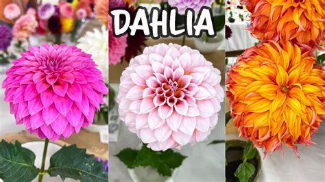 Amazing Dahlias Names Included 🌸🌼🌸 Youtube