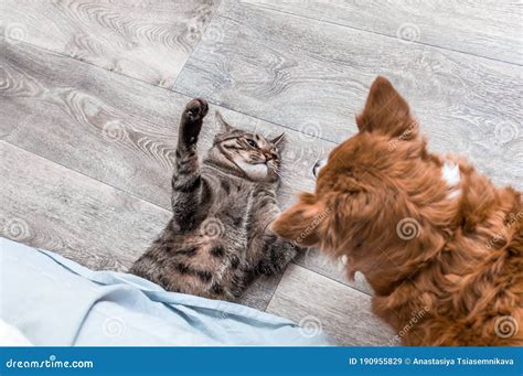 Cat and Dog are Fighting. Closeup Portrait Stock Image - Image of ...