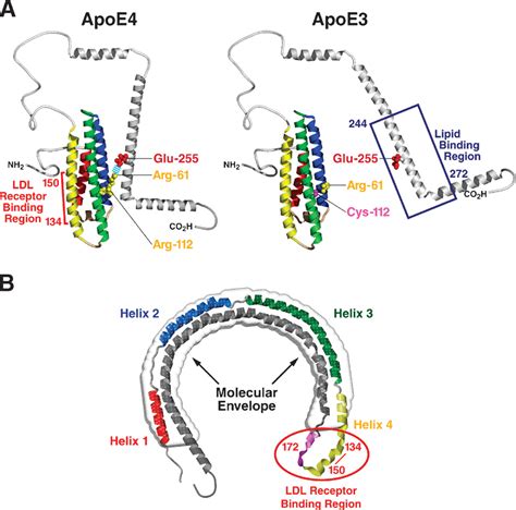 Apolipoprotein E Structure Determines Function From Atherosclerosis