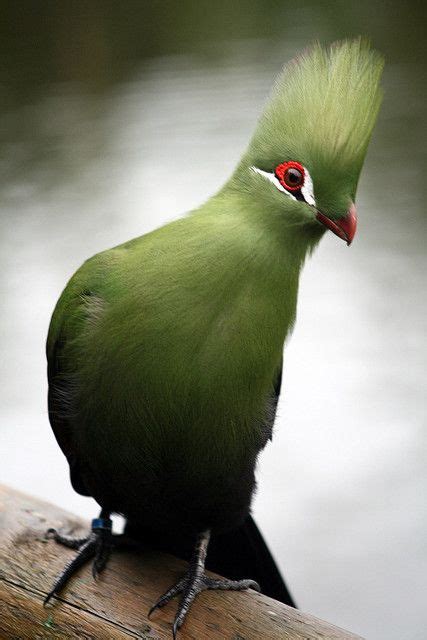 25 South African Birds ideas | birds, south african birds, beautiful birds