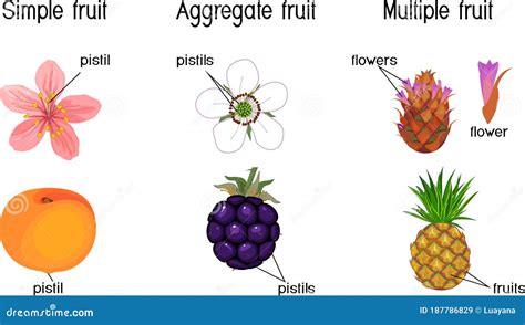 Diferentes Tipos De Frutos Agrega O Simples E M Ltiplo Ilustra O