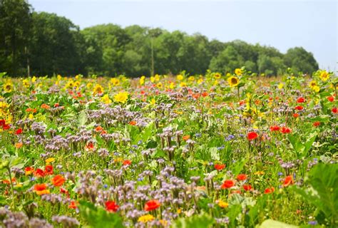 flowering meadow near forest edge with lots of various herbs and flowers in sunny ambiance ...