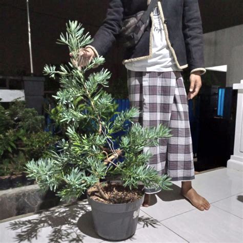 Jual Bonsai Lohansung Blueice Shopee Indonesia