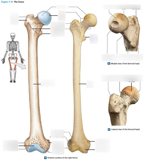 Femur Anterior View Diagram Quizlet