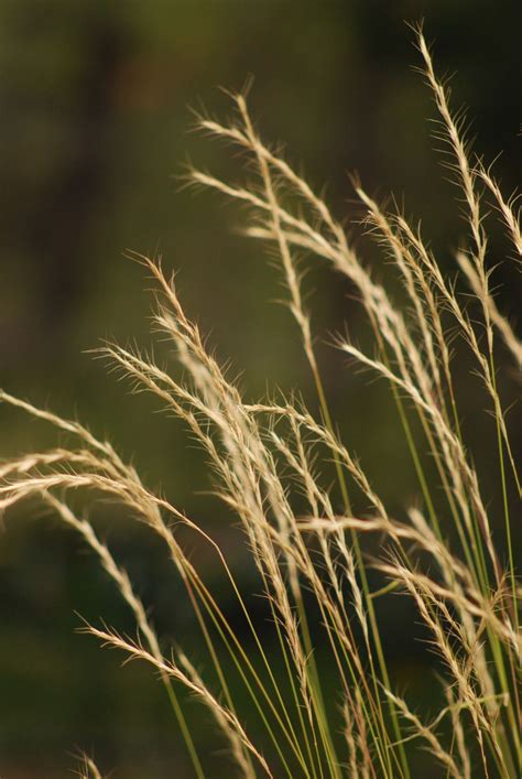 Bluebunch Wheatgrass Spikelets Wheat Grass Native Plants Grass