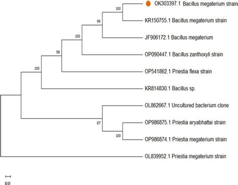 Phylogenetic Tree Of The Endophytic Bacterial Isolate Identified As