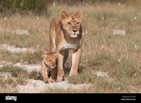 Lion Cub With Mom High Resolution Stock Photography and Images - Alamy