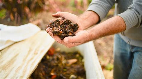 Worm composting: a practical guide on how to do it and why it's good for your garden | Gardeningetc