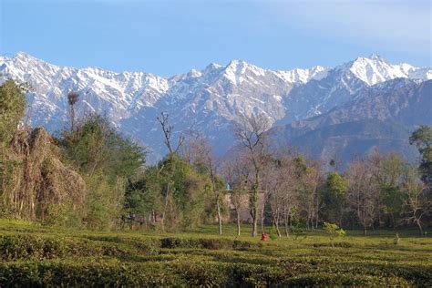 Top 10 Hotels in Palampur for 2020 | Expedia India