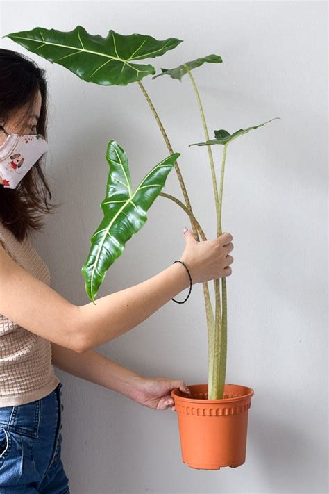 Alocasia Sarian From The Naked Collection PINE SG