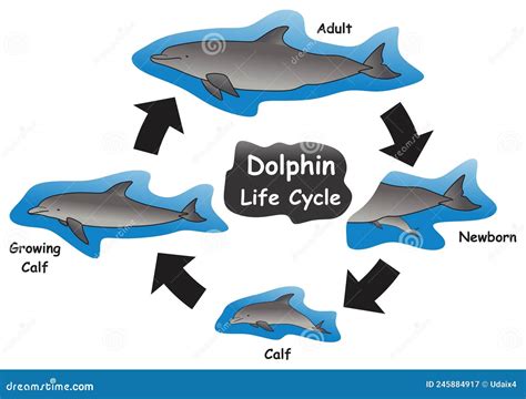 Life Cycle Of A Dolphin