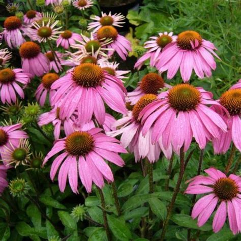 Echinacea Purpurea Zonnehoed Kopen Maréchal