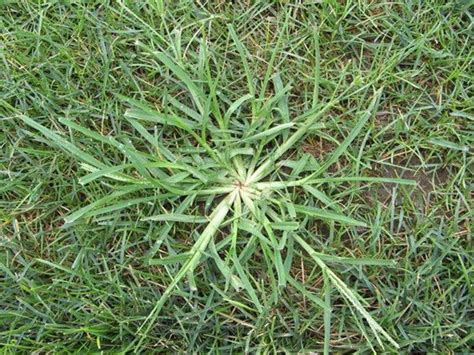 13 Ways To Kill Dallisgrass: How to Kill Dallisgrass Without Calling a ...