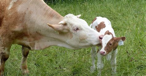 koeien - Lees meer over al het laatste nieuws overkoeien op Newsner