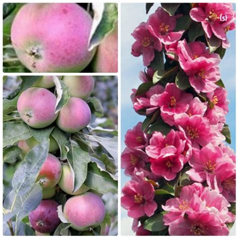 Яблоня Есения Описание Фото – Telegraph