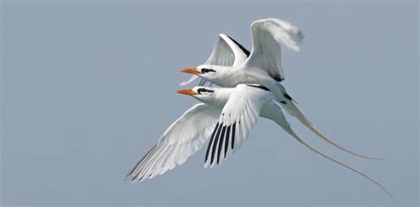 White-tailed Tropicbird – Audubon