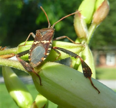 Springfield Plateau Yucca Bugs