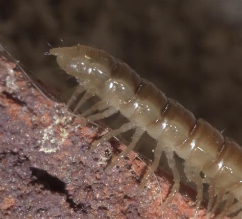 Light Brown Millipede Oxidus Gracilis BugGuide Net