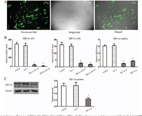 Figure From Comparison Of Hif Aas And Hif Aas In Regulating Hif