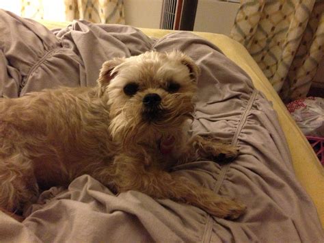 Brussels Griffon Bed Beard