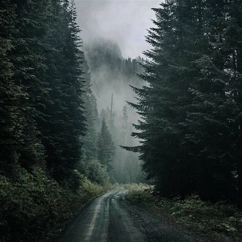 Twilight Rainy Forest Vibes Playlist By Boomerkate Spotify