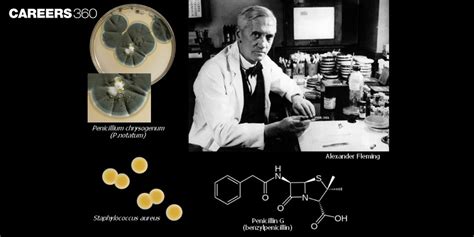 How Penicillin Was Discovered By Alexander Fleming