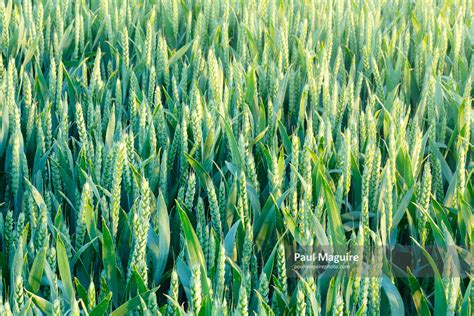 Buy a photo - Wheat grain - Paul Maguire