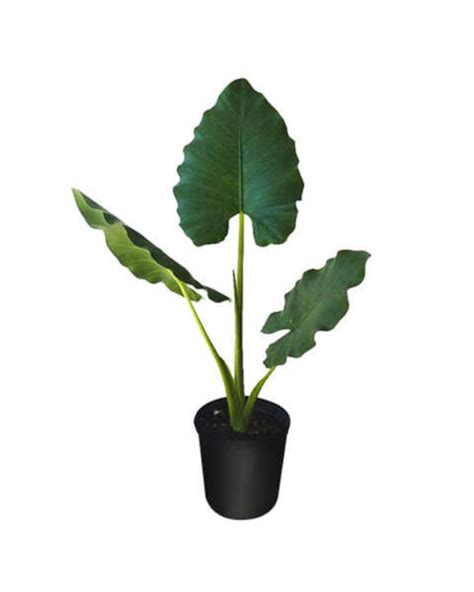 Alocasia Macrorrhiza ‘borneo Giant’ Elephant Ear Plantvine