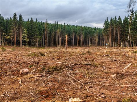 Kahlschlag Am W Stebach Umweltskandal Im Nationalpark Eifelw Lder In