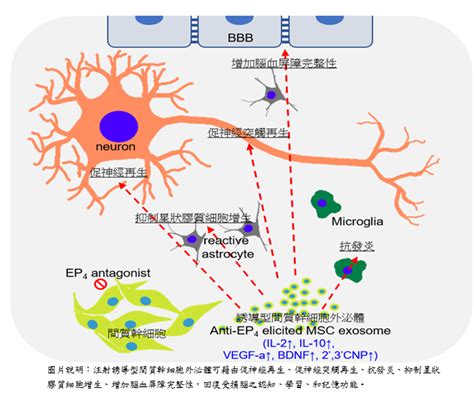 外泌體（exosomes）是什麼？細胞秘密的小使者