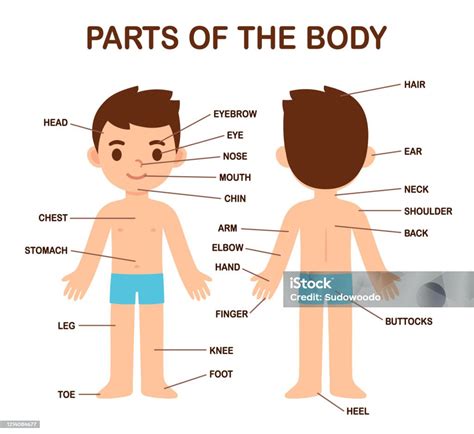 Cute Boy Body Parts Stock Illustration Download Image Now Anatomy