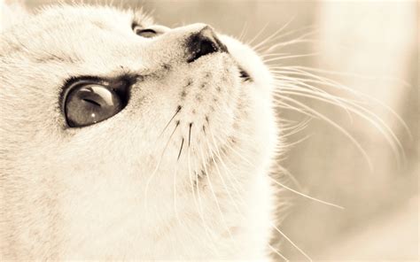 Fondos de pantalla cara gato Ojos fotografía nariz bigotes