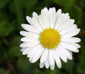 rastliny priroda ceskoslovensky