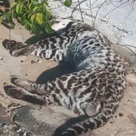 Gato Do Mato Encontrado Morto Em Rodovia Entre Serra Talhada E